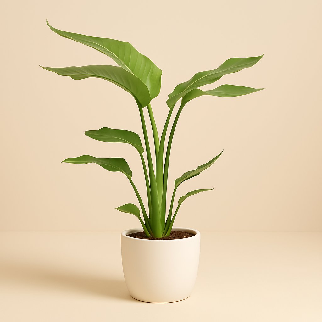 Strelitzia Nicolai - 60cm in einem modernen Studio mit modernem Topf