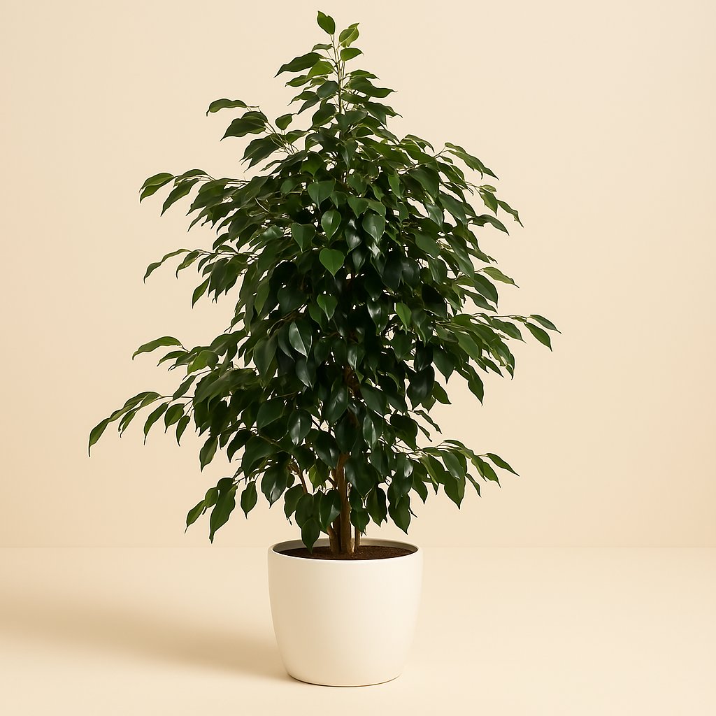 Ficus Benjamina Midnight Lady - 140cm in einem modernen Studio mit modernem Topf