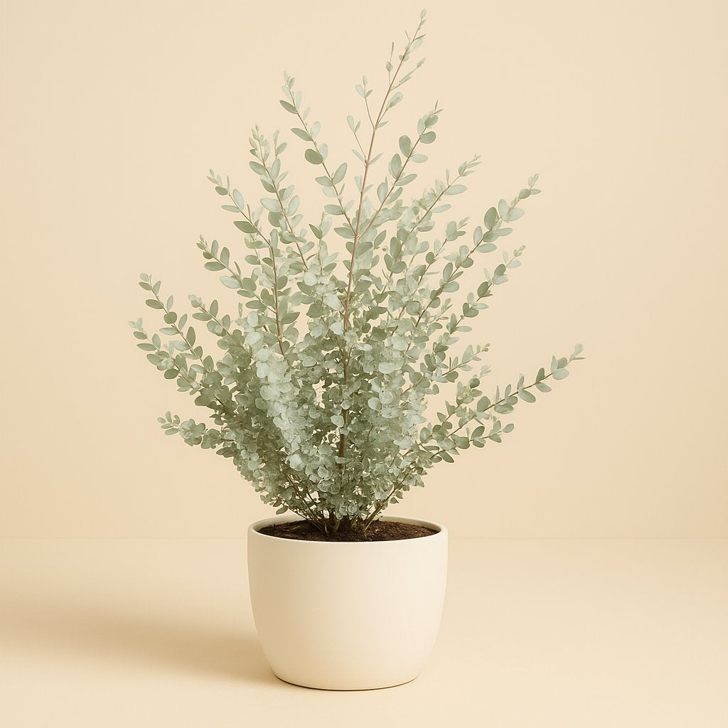 Eucalyptus Gunni - 75cm in einem modernen Studio mit modernem Topf