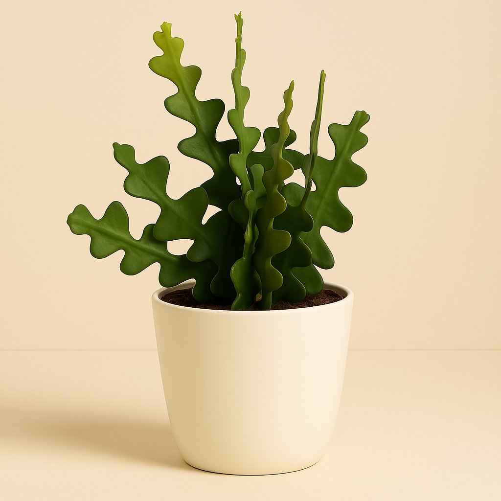 Epiphyllum Anguliger - 30cm