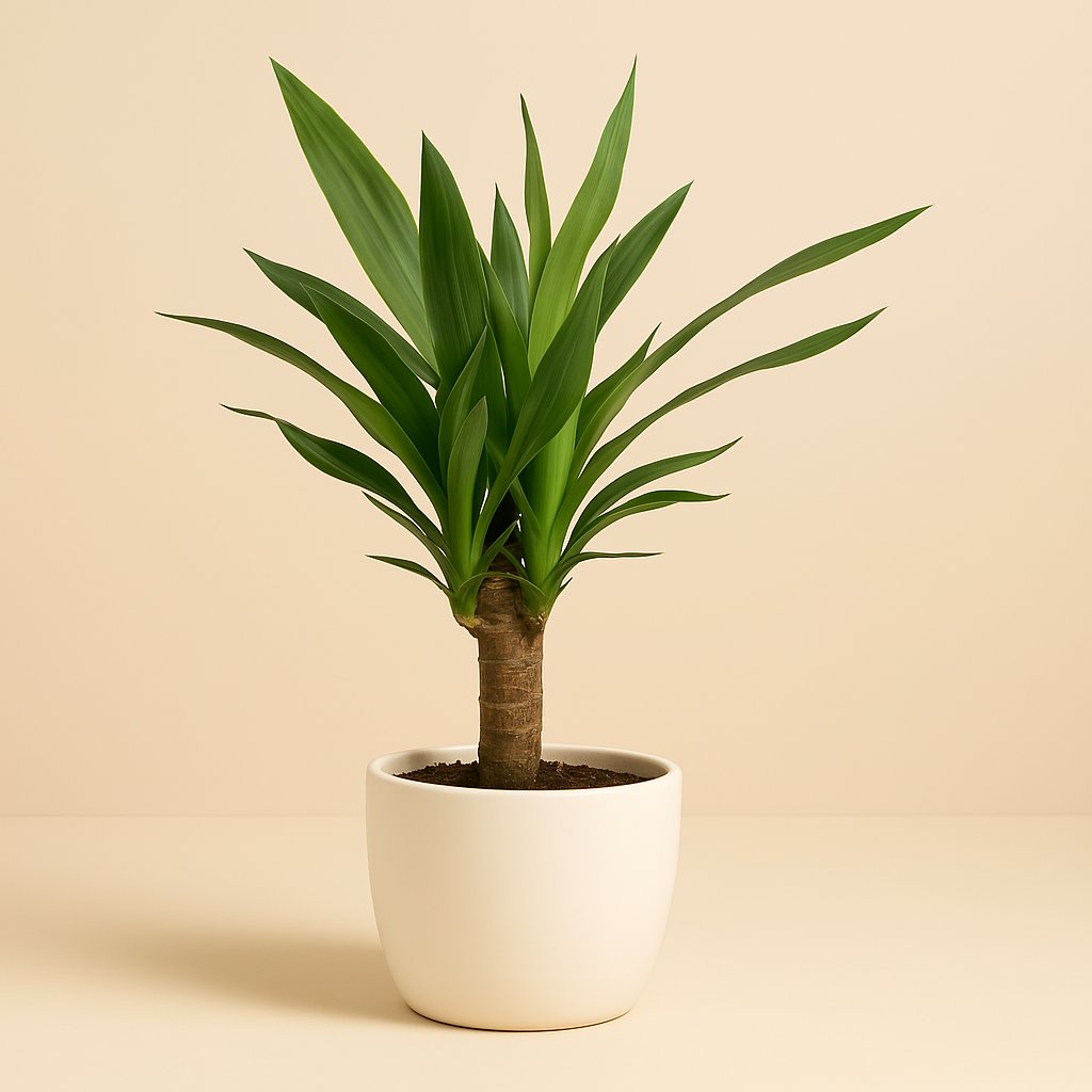 Yucca Elephantipes - 60cm in einem modernen Studio mit modernem Topf