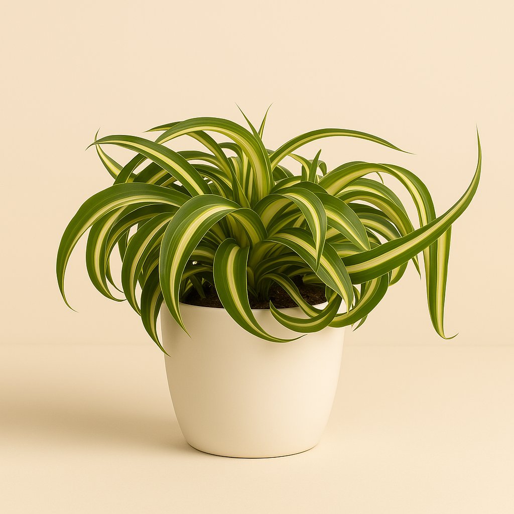 Chlorophytum Bonnie - 20cm