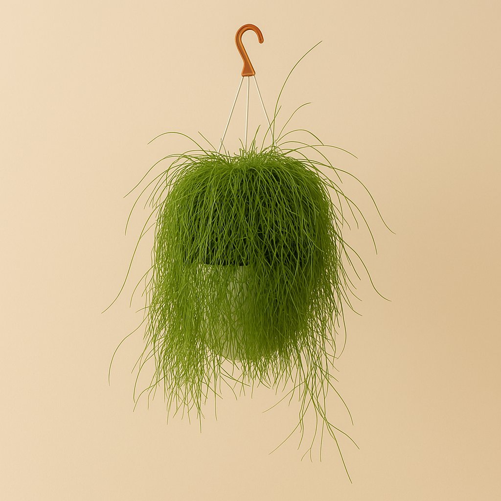 Rhipsalis Cassutha - 50cm in einem modernen Studio mit modernem Topf