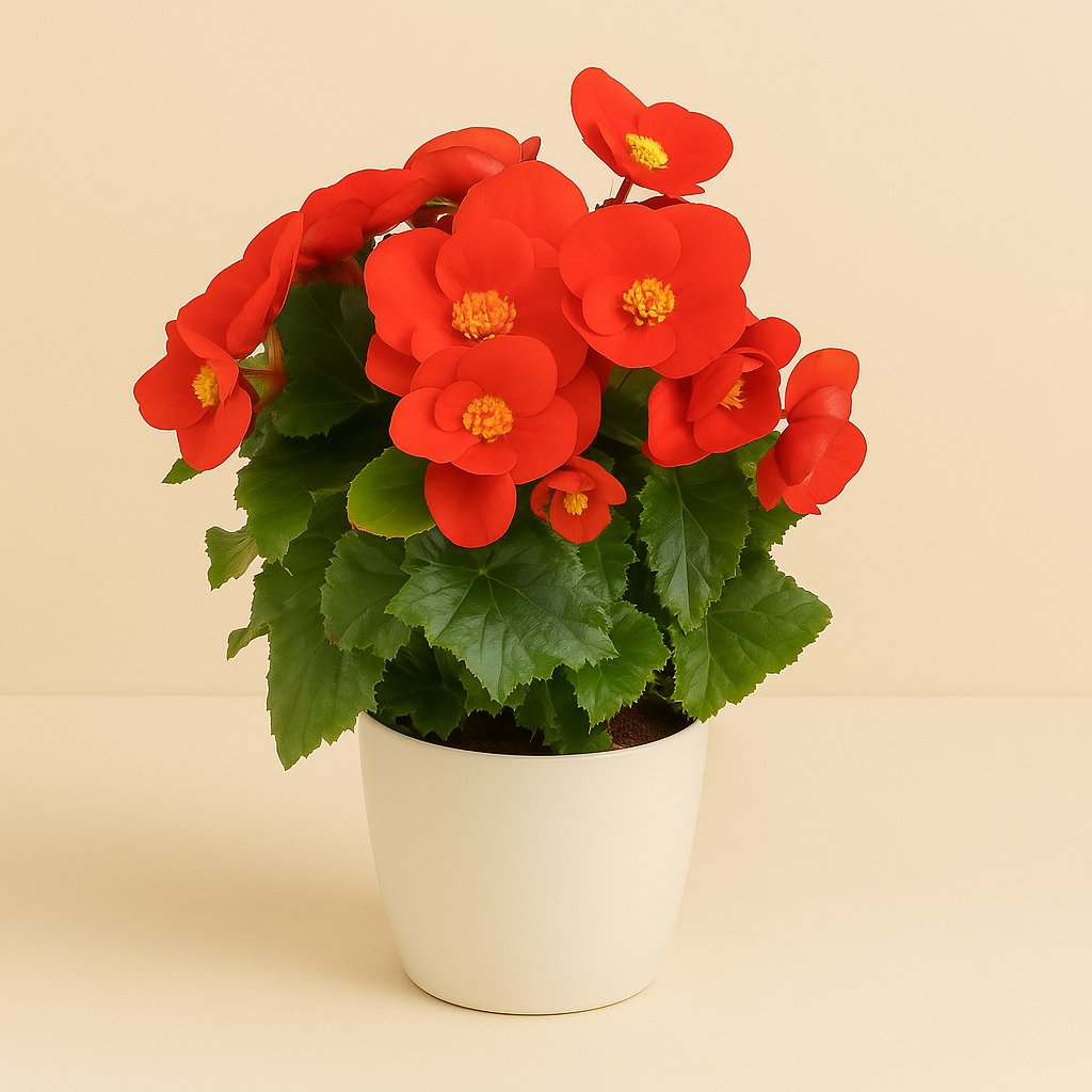 Begonia Sweeties Red - 25cm in einem modernen Studio mit modernem Topf