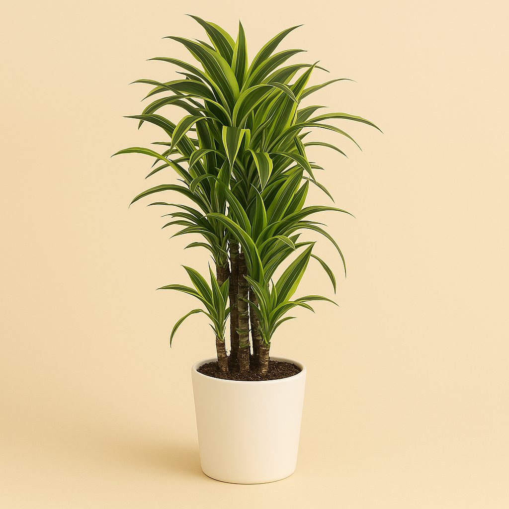 Dracaena Deremensis Lemon Lime - 120cm in einem modernen Studio mit modernem Topf