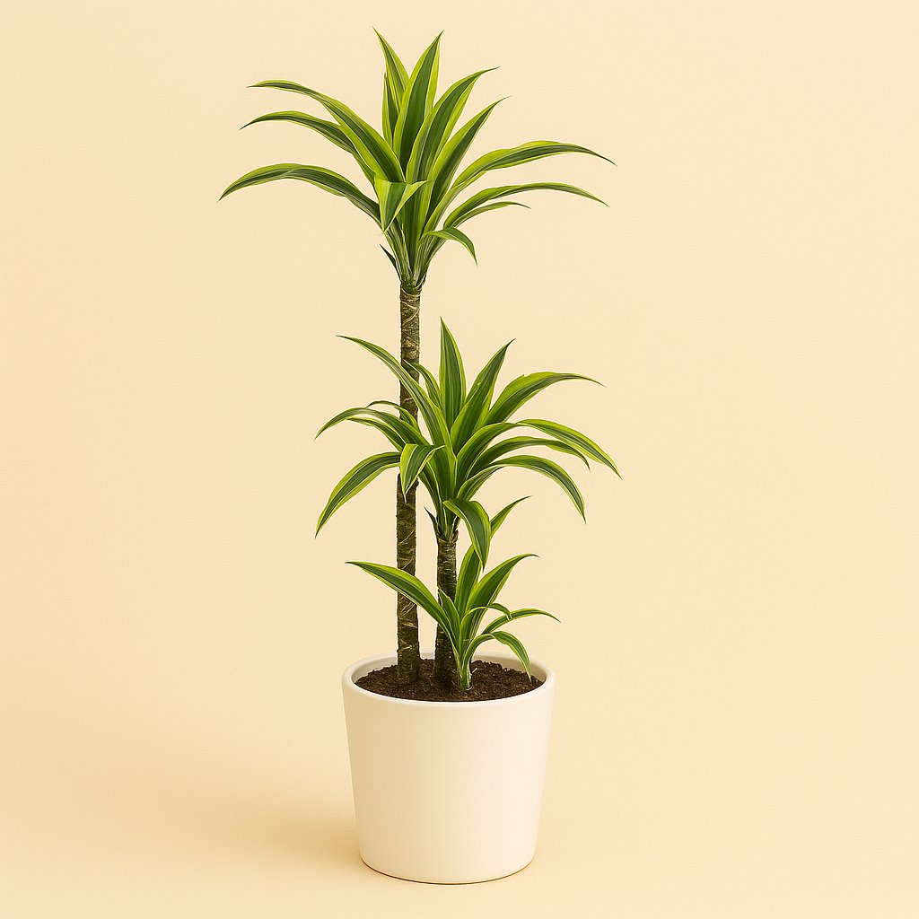 Dracaena Lemon Lime - 120cm in einem modernen Studio mit modernem Topf