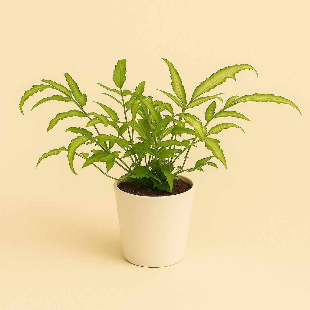 Pteris Albolineata - 35cm in einem modernen Studio mit modernem Topf