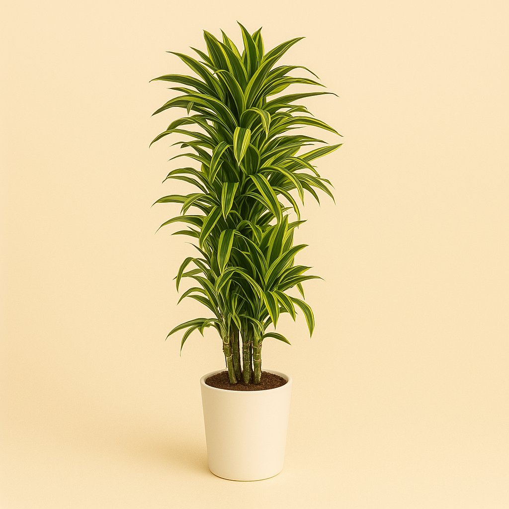 Dracaena Deremensis Lemon Lime - 120cm in einem modernen Studio mit modernem Topf