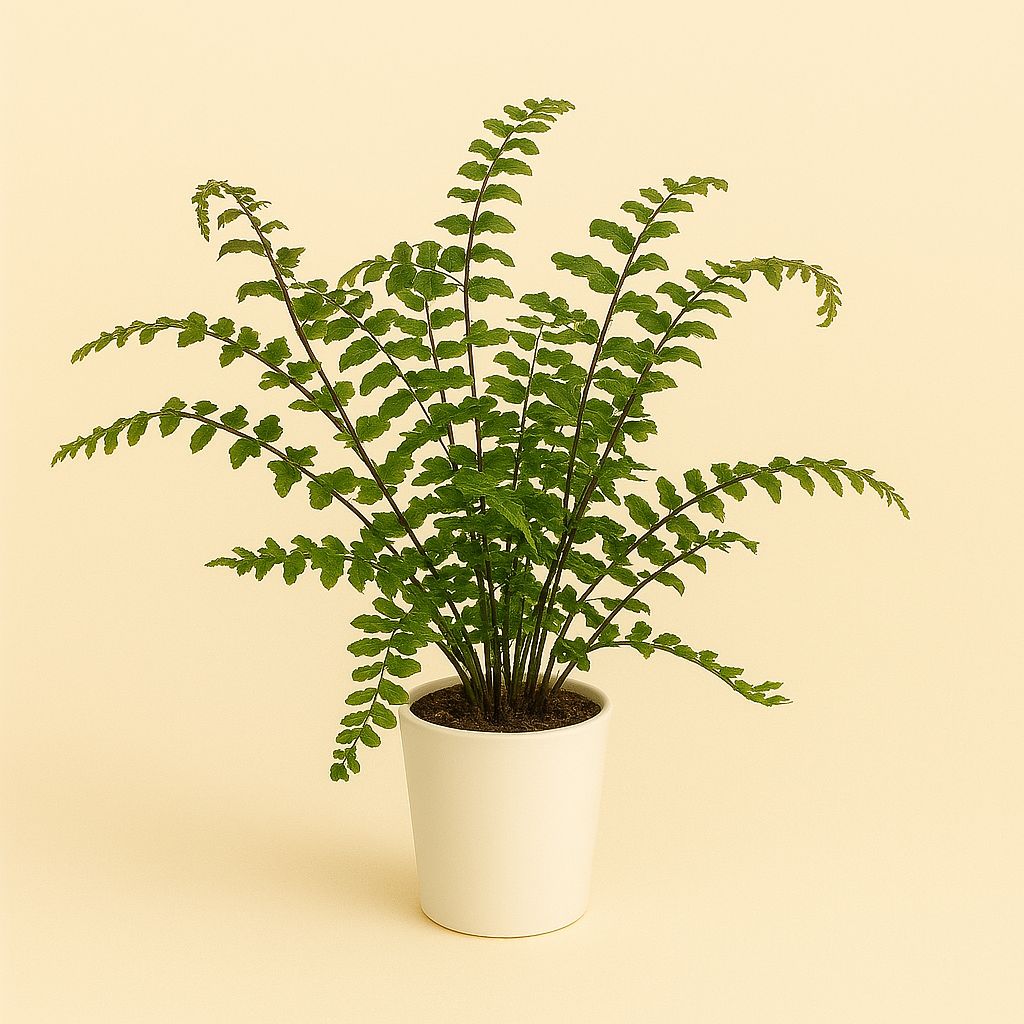 Didymochlaena Truncatula - 35cm in einem modernen Studio mit modernem Topf