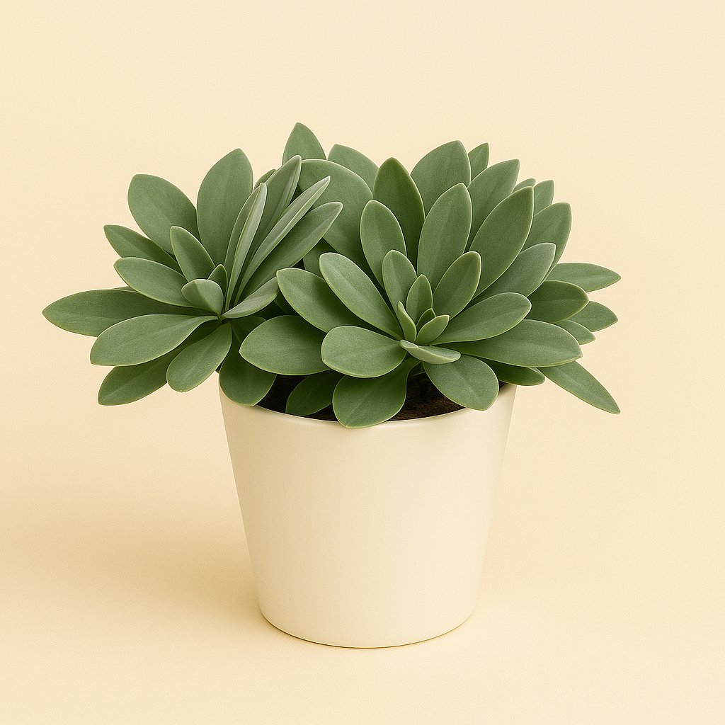 Senecio Cephalophorus - 25cm in einem modernen Studio mit modernem Topf