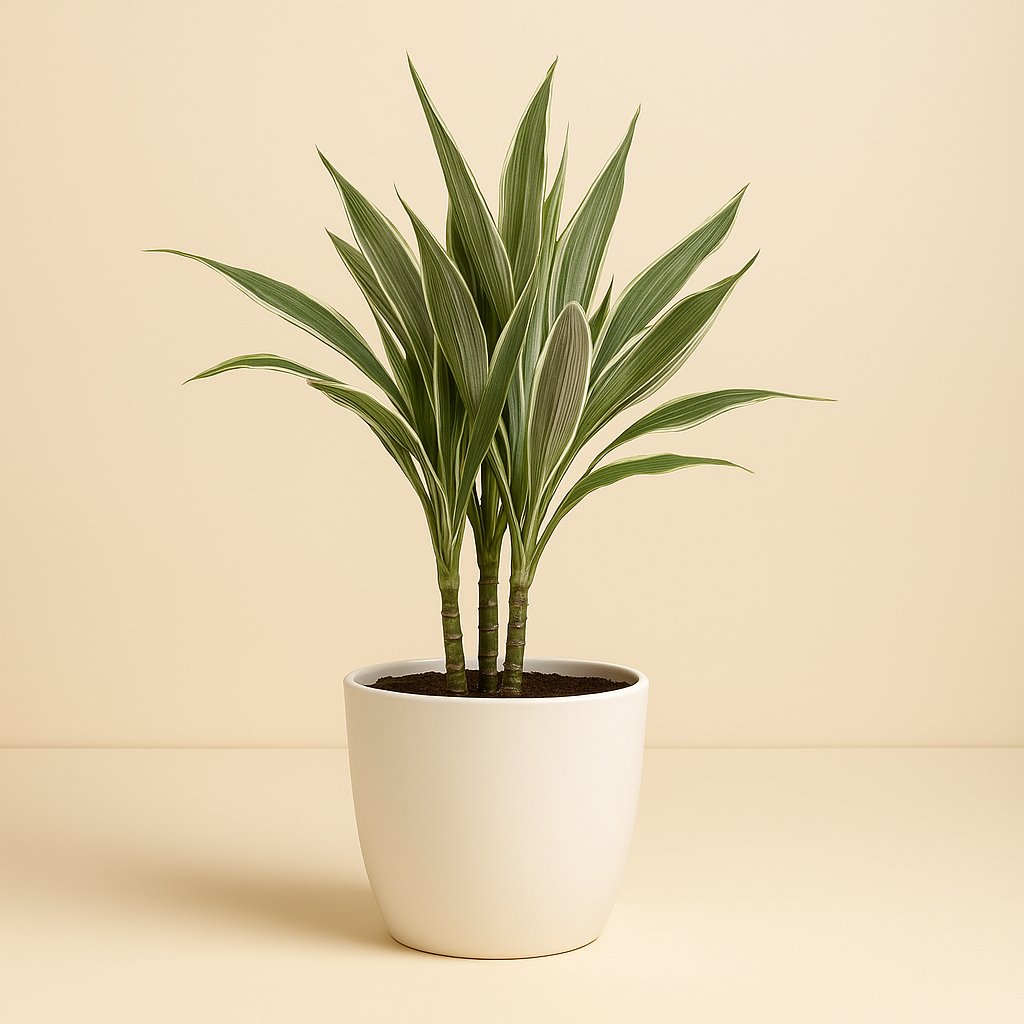 Dracaena Warneckei - 55cm in einem modernen Studio mit modernem Topf