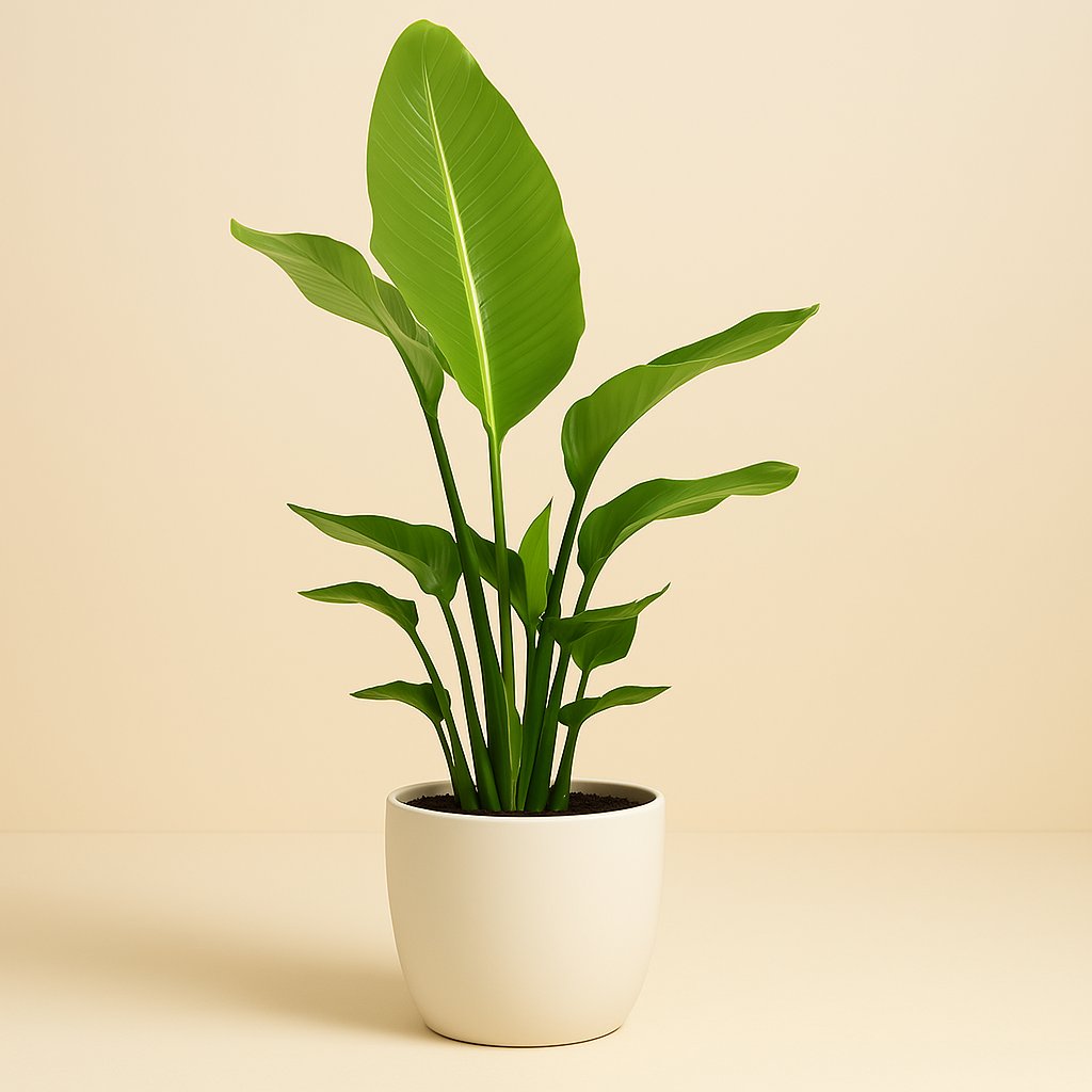 Strelitzia Nicolai - 130cm in einem modernen Studio mit modernem Topf