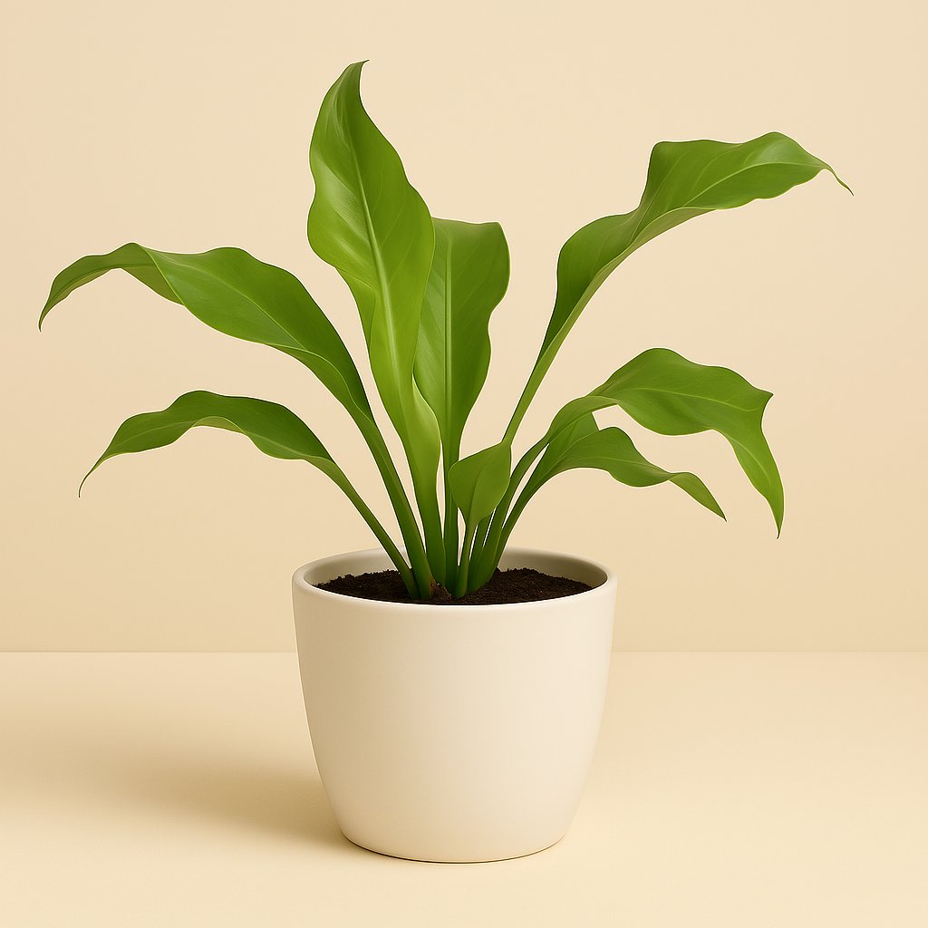 Asplenium Nidus - 35cm