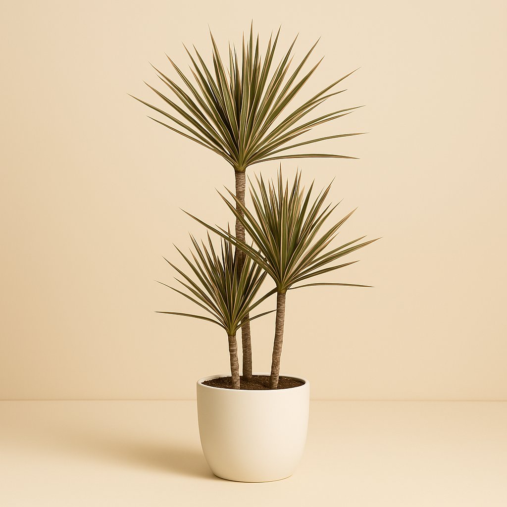 Dracaena Bicolor - 120cm in einem modernen Studio mit modernem Topf
