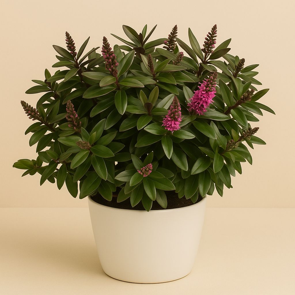 Hebe Hebedonna Kamilla Roze - 30cm in einem modernen Studio mit modernem Topf