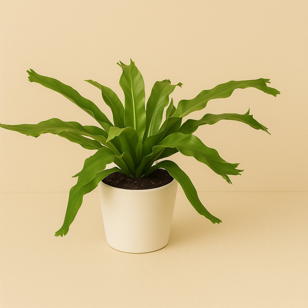 Asplenium Crissie - 30cm in einem modernen Studio mit modernem Topf