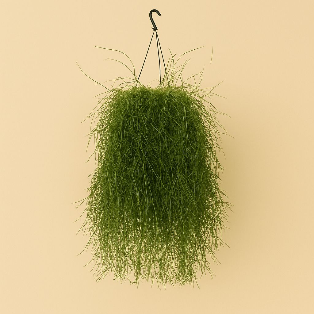 Rhipsalis Cassutha - 60cm in einem modernen Studio mit modernem Topf