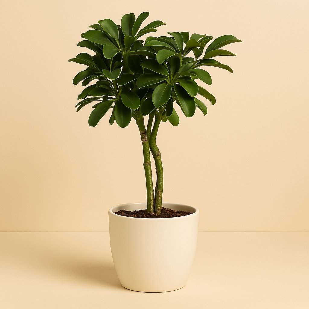Schefflera Arboricola Nora - 80cm