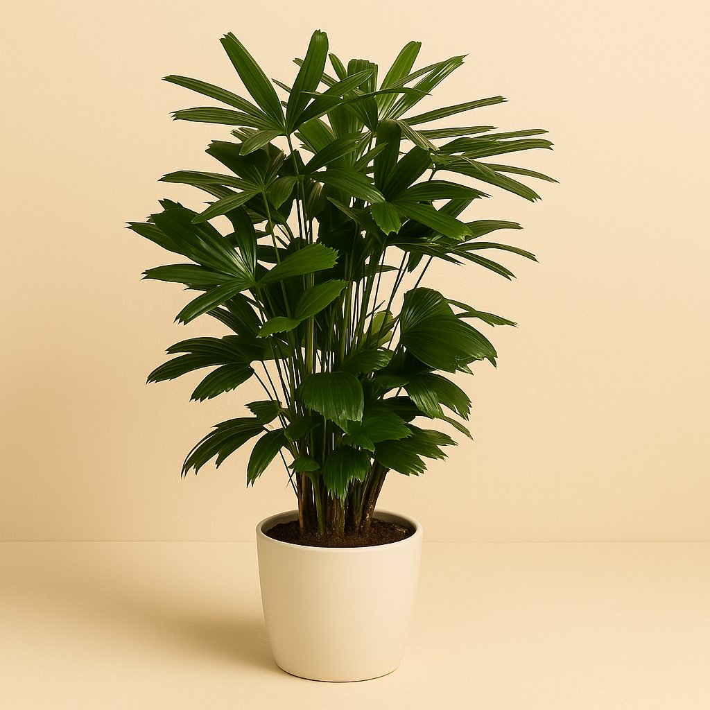 Caryota Mitis - 120cm in einem modernen Studio mit modernem Topf