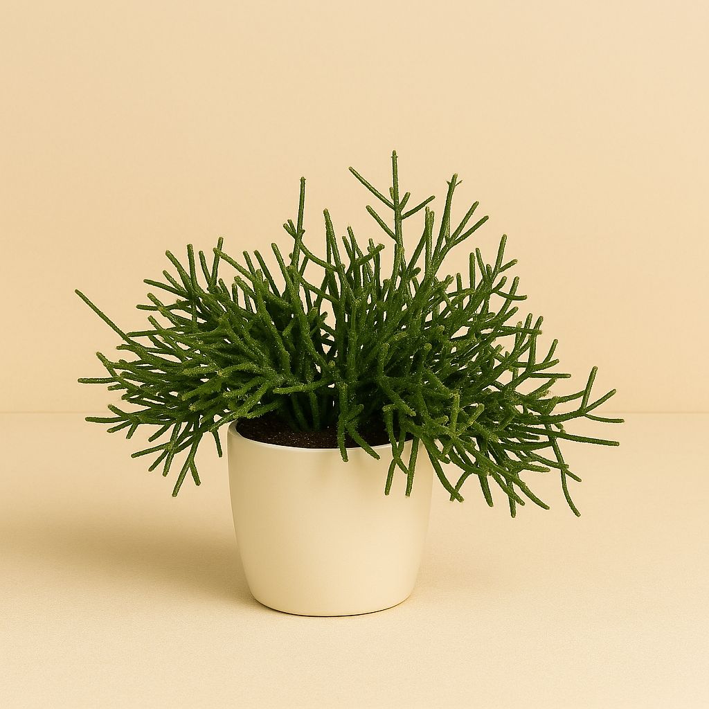 Rhipsalis Burchellii - 30cm in einem modernen Studio mit modernem Topf