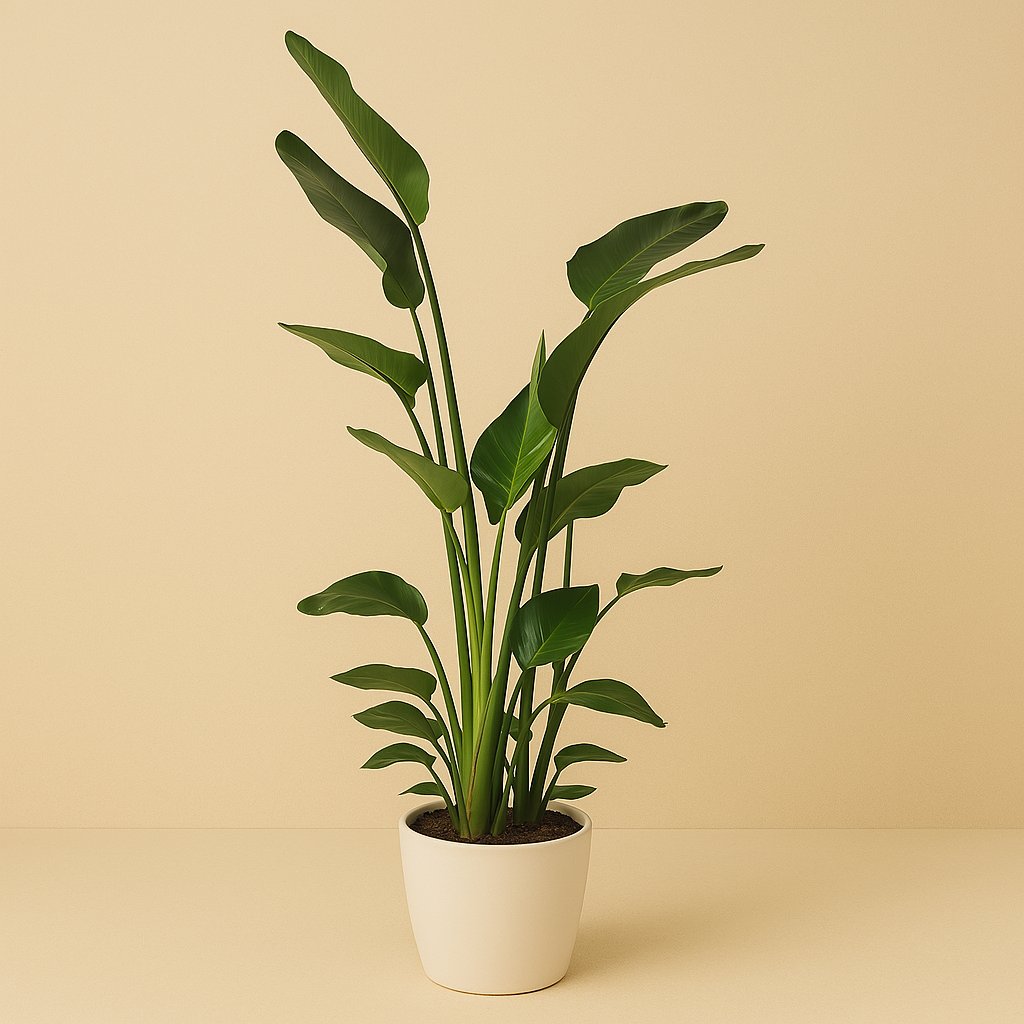 Strelitzia Nicolai - 170cm
