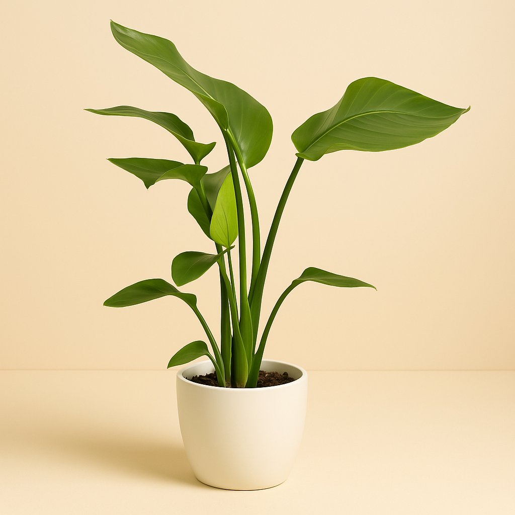 Strelitzia Nicolai - 60cm in einem modernen Studio mit modernem Topf