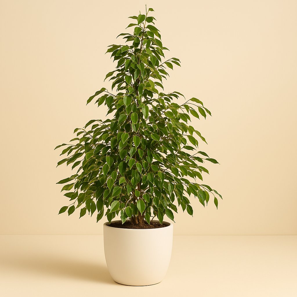 Ficus Benjamina Golden King - 130cm in einem modernen Studio mit modernem Topf
