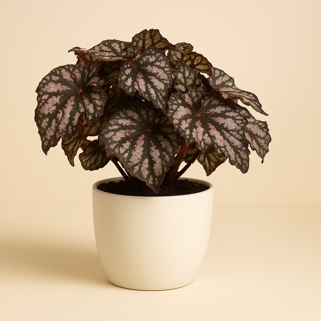 Begonia Rex Cumbia - 25cm in einem modernen Studio mit modernem Topf