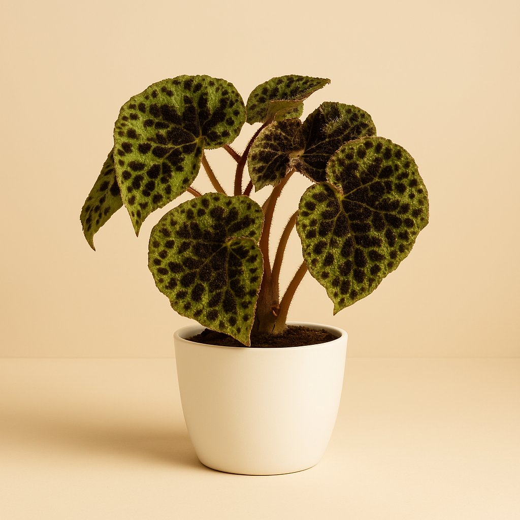 Begonia Rex Ferox - 30cm in einem modernen Studio mit modernem Topf