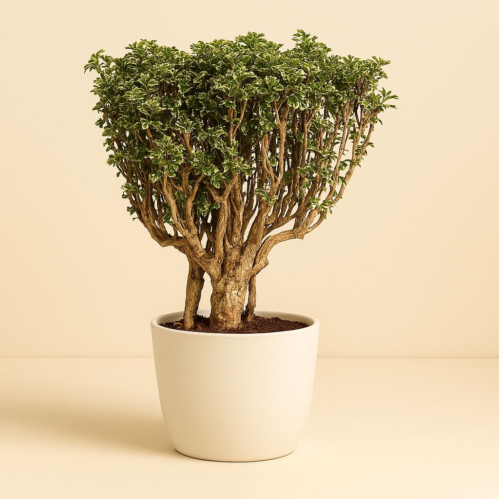 Polyscias Hawaiiana Ming Gold Bonsai - 40cm in einem modernen Studio mit modernem Topf