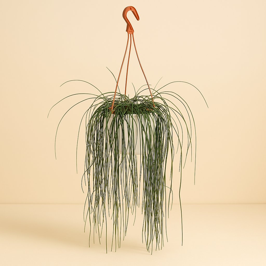 Rhipsalis Flocosa - 60cm in einem modernen Studio mit modernem Topf