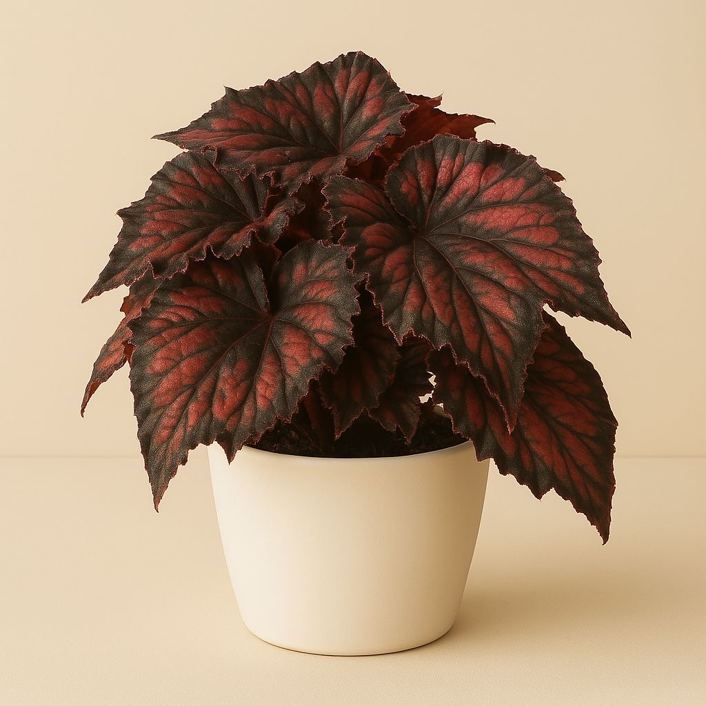 Begonia Rex Red Kiss - 25cm in einem modernen Studio mit modernem Topf