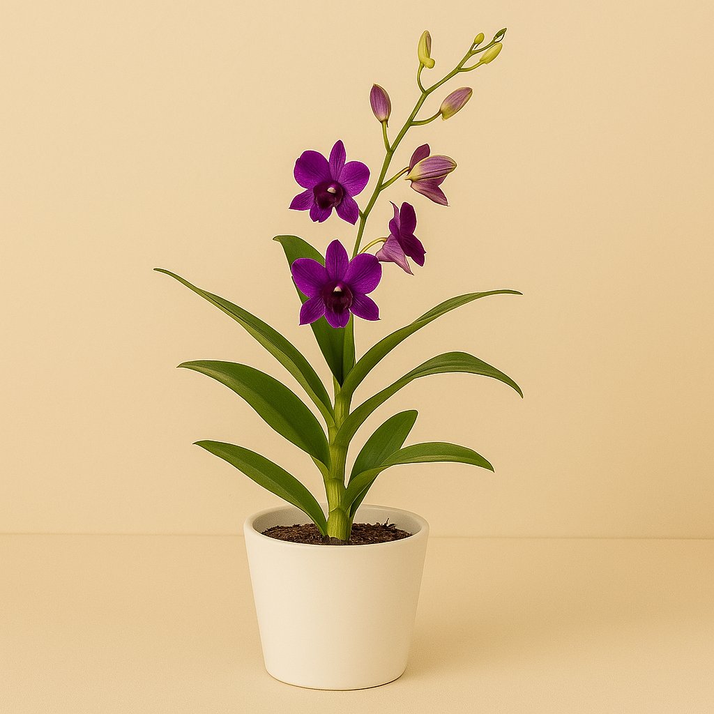 Dendrobium - 70cm in einem modernen Studio mit modernem Topf