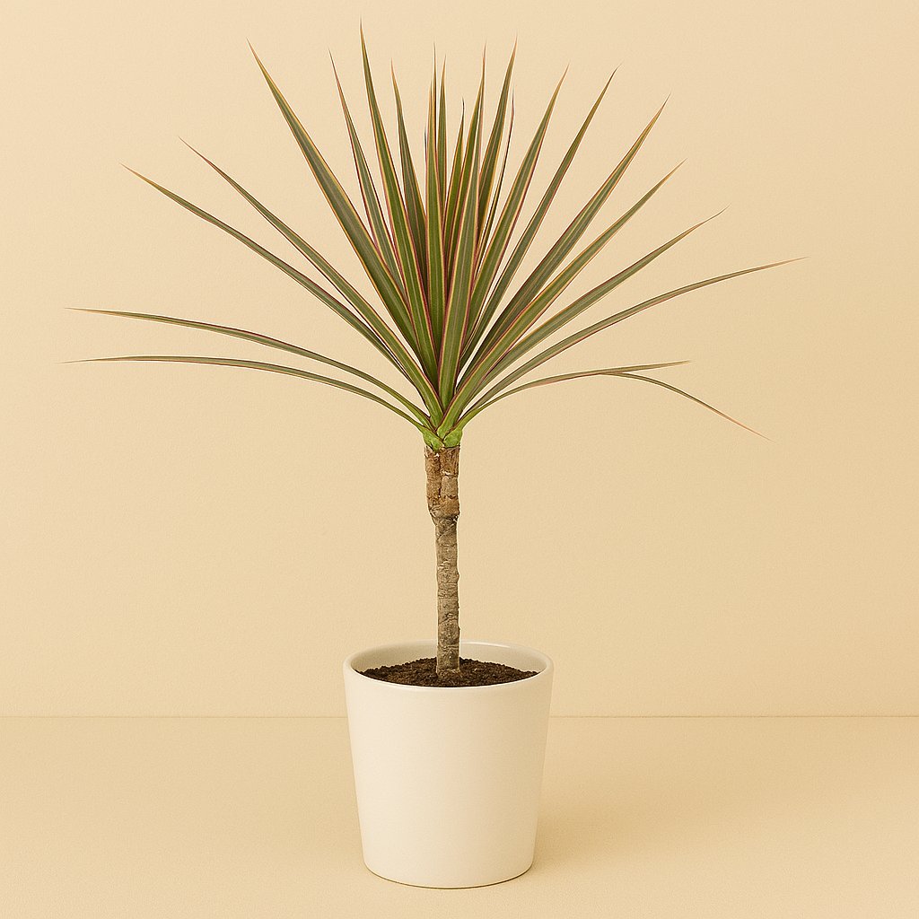 Dracaena Bicolor - 55cm in einem modernen Studio mit modernem Topf