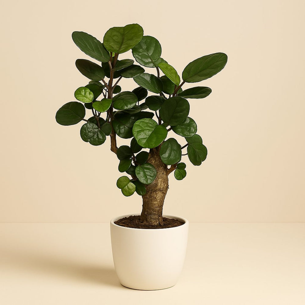 Polyscias Fabian 50cm im 14cm Topf