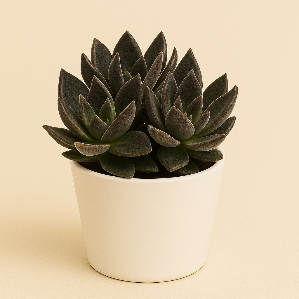 Crassula Garnet Lotus - 17cm