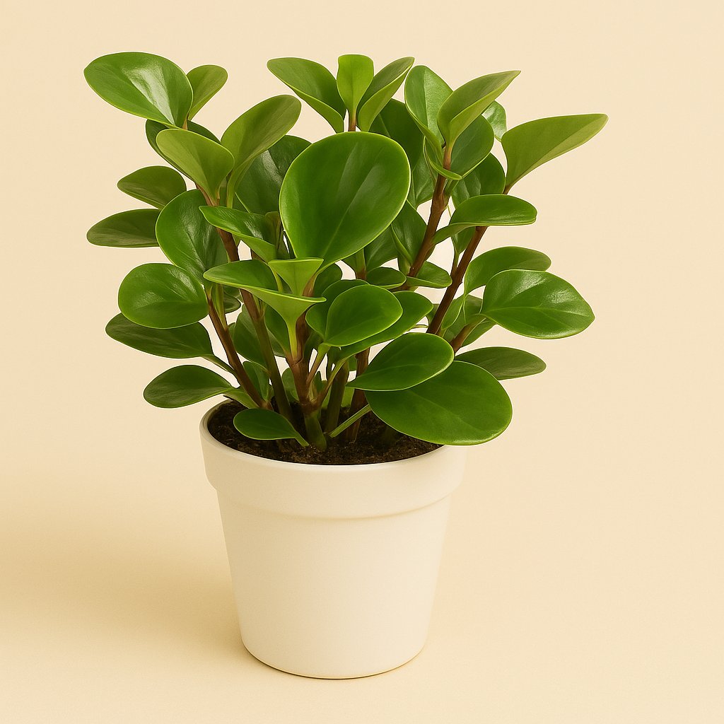 Peperomia Obtusifolia Lemon Lime - 30cm