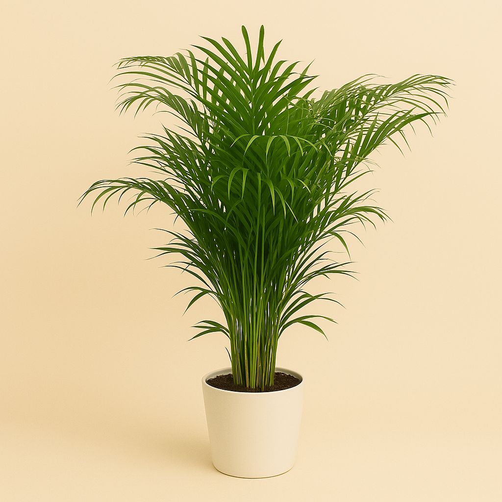 Dypsis Lutescens - 125cm