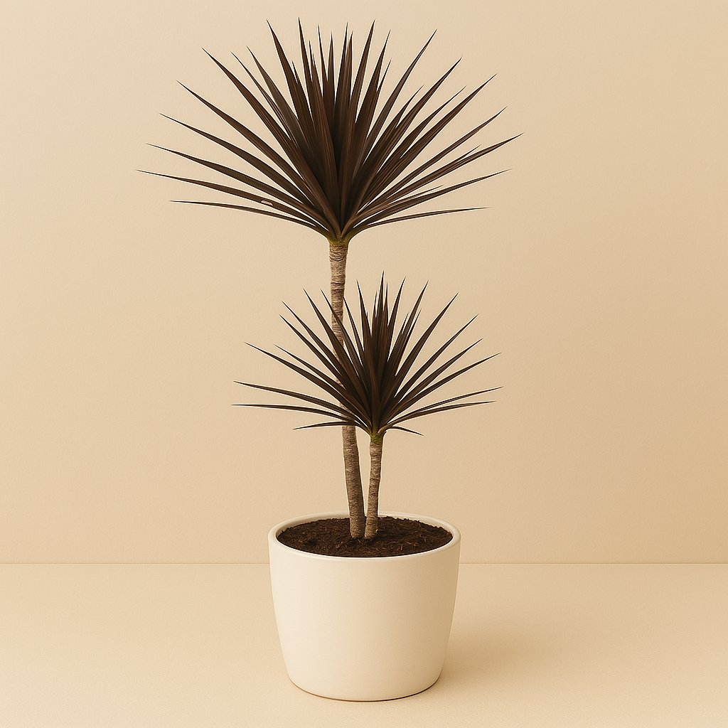 Dracaena Magenta - 90cm