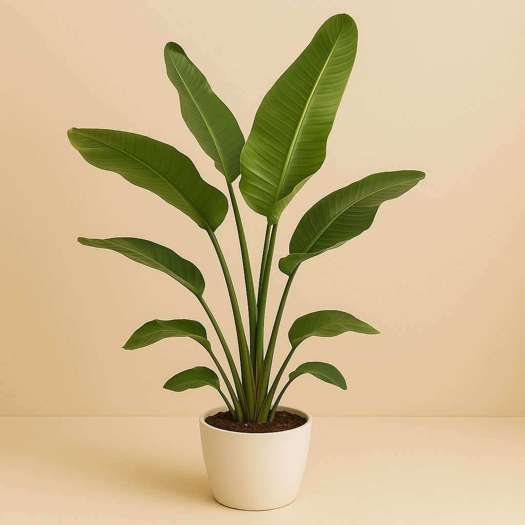 Strelitzia Nicolai - 120cm
