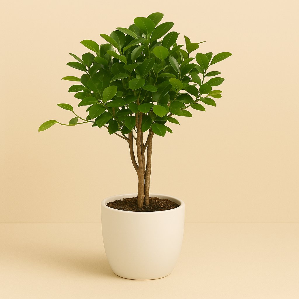 Ficus Microcarpa Moclame - 70cm