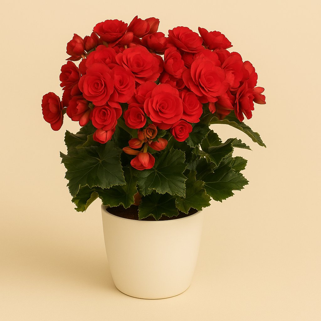 Winterbegonia Grace - 35cm