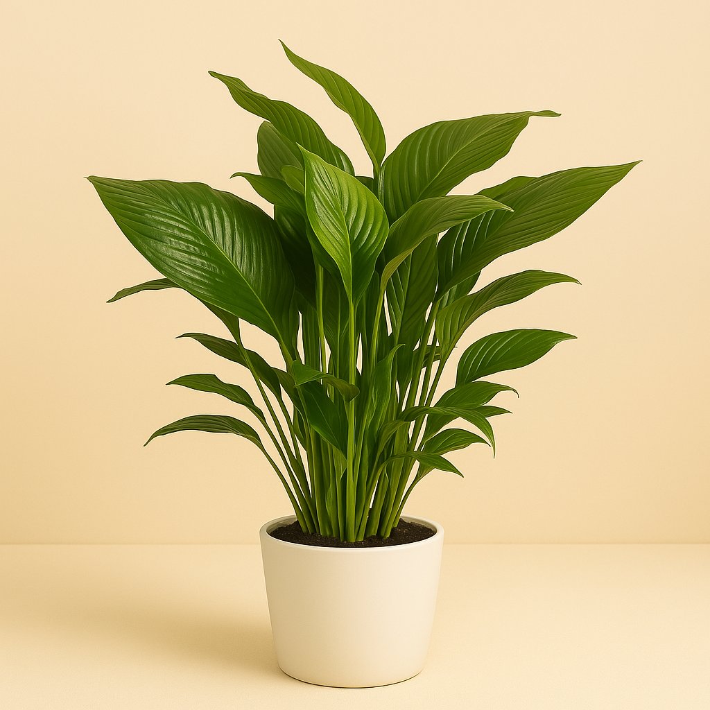 Spathiphyllum Maximo Cupido - 90cm