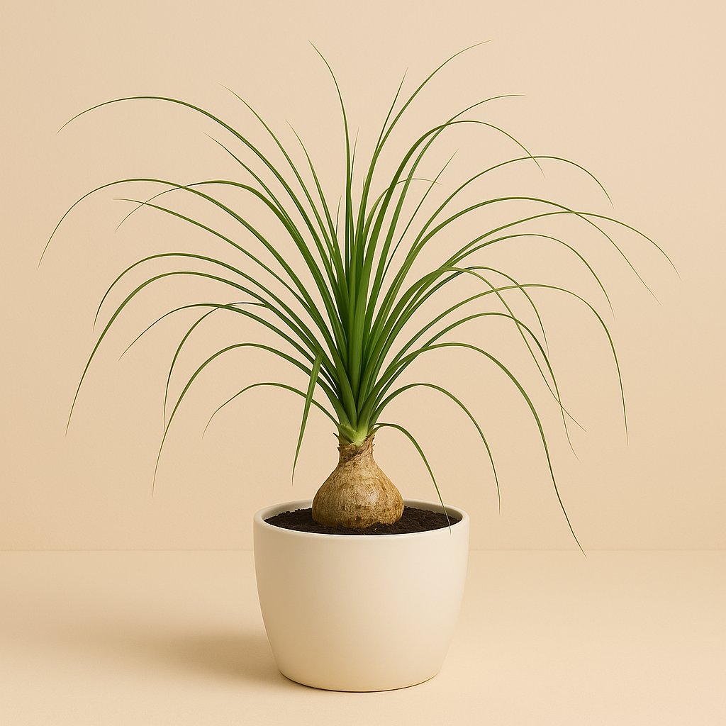 Beaucarnea Nolina Recurvata - 45cm