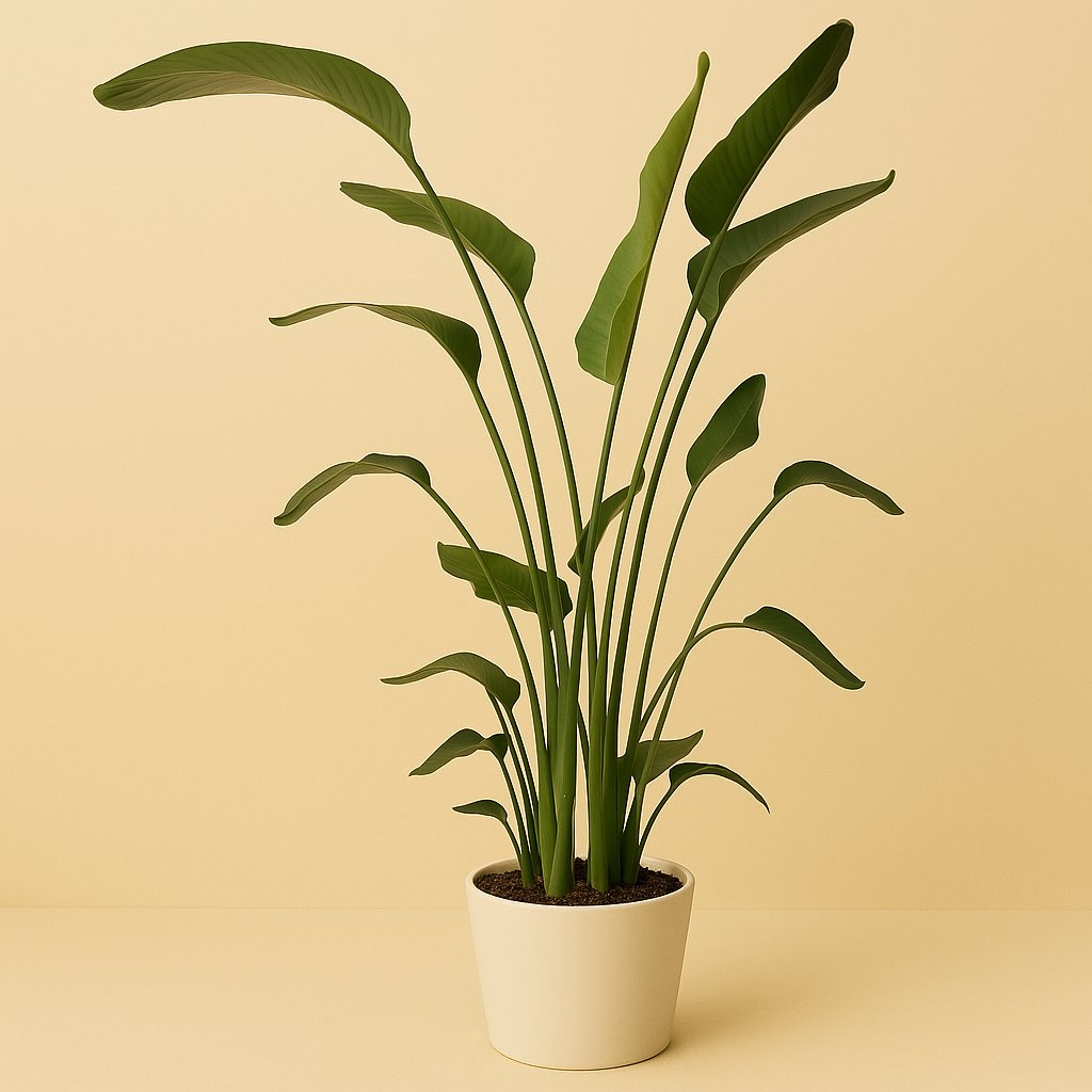 Strelitzia - 160cm
