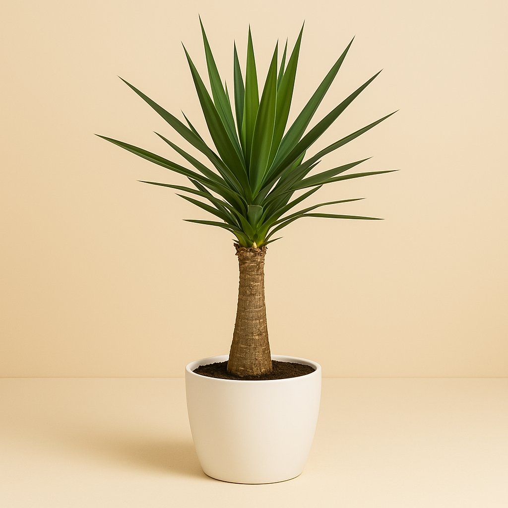 Yucca "Maya Tree" - 110cm
