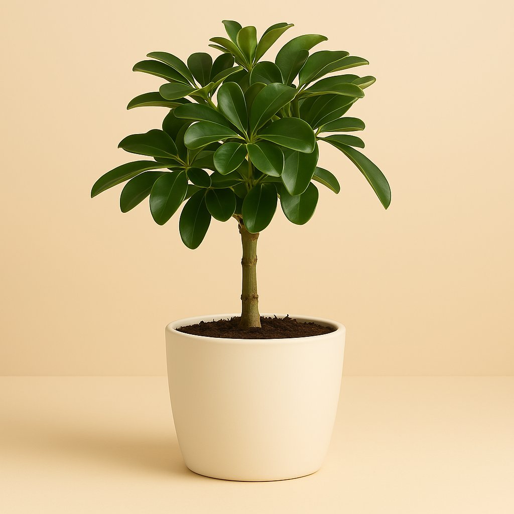 Schefflera Nora - 60cm
