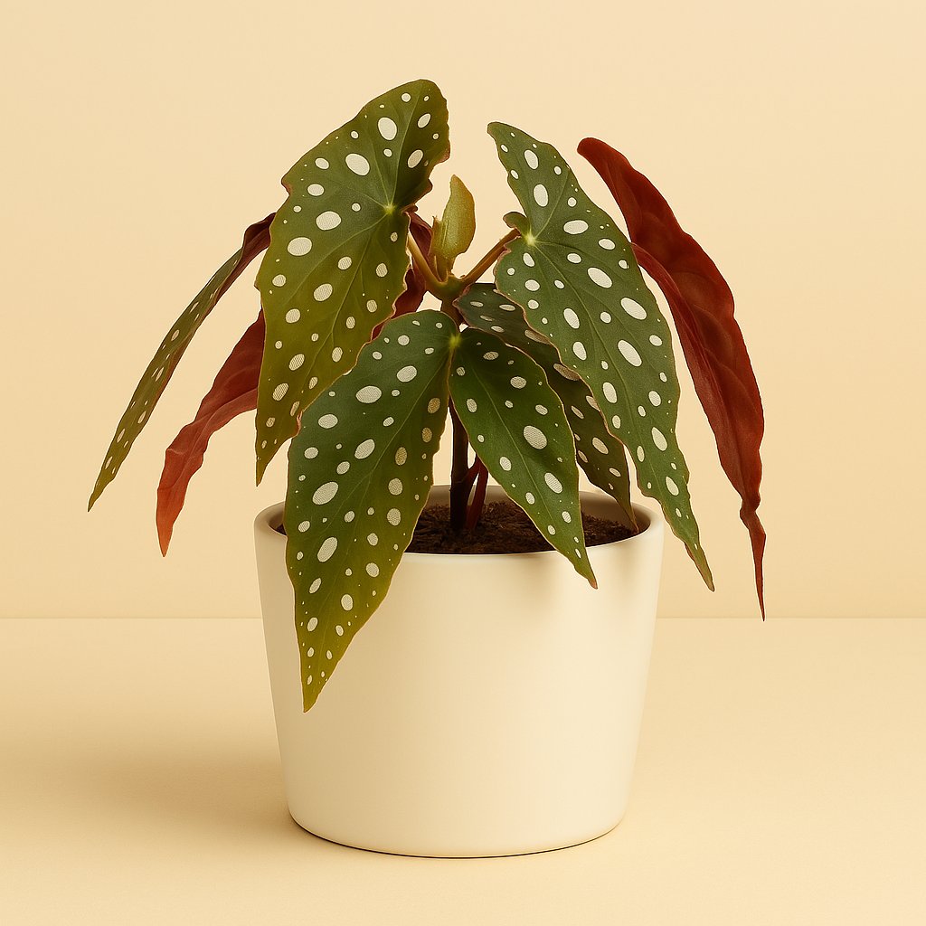 Begonia Blad Maculata Wightii - 20cm
