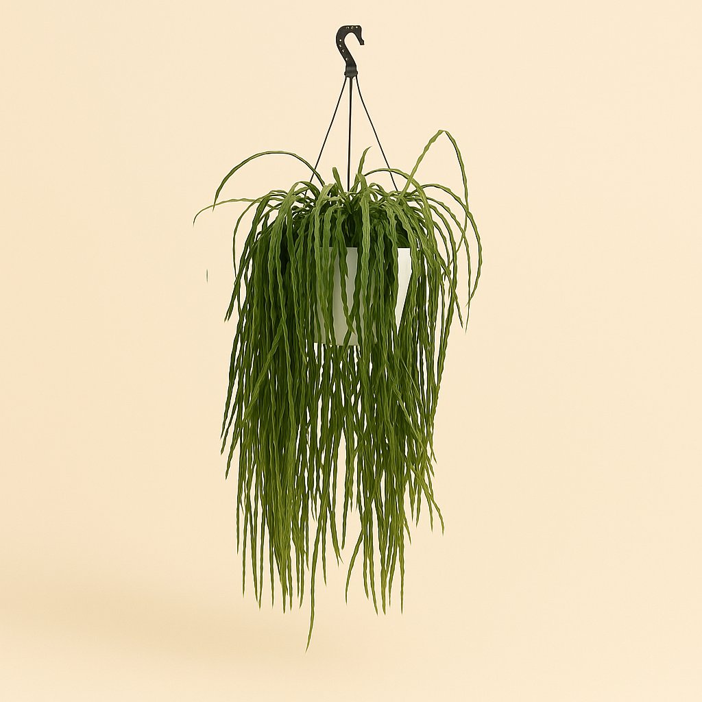 Lepismium Asuntapatense - 70cm