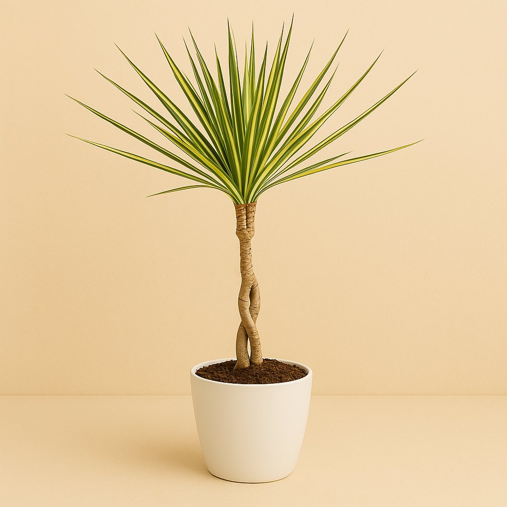 Dracaena Sunray Enkele - 65cm